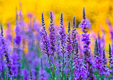 男孩与狗的故事？《块魂》制作人神秘新作亮相