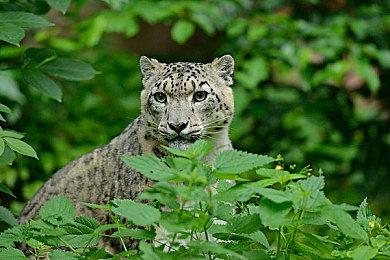 《英灵神殿》升级档修复左手鼠标BUG 提升游戏性能